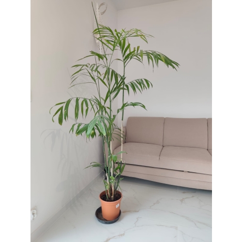 Chamedora Seifrizi(Palma bambusowa)